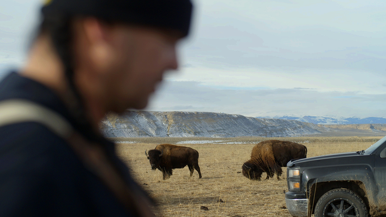 Man with braids blurry in the foreground in the background and in focus a buffalo in a field